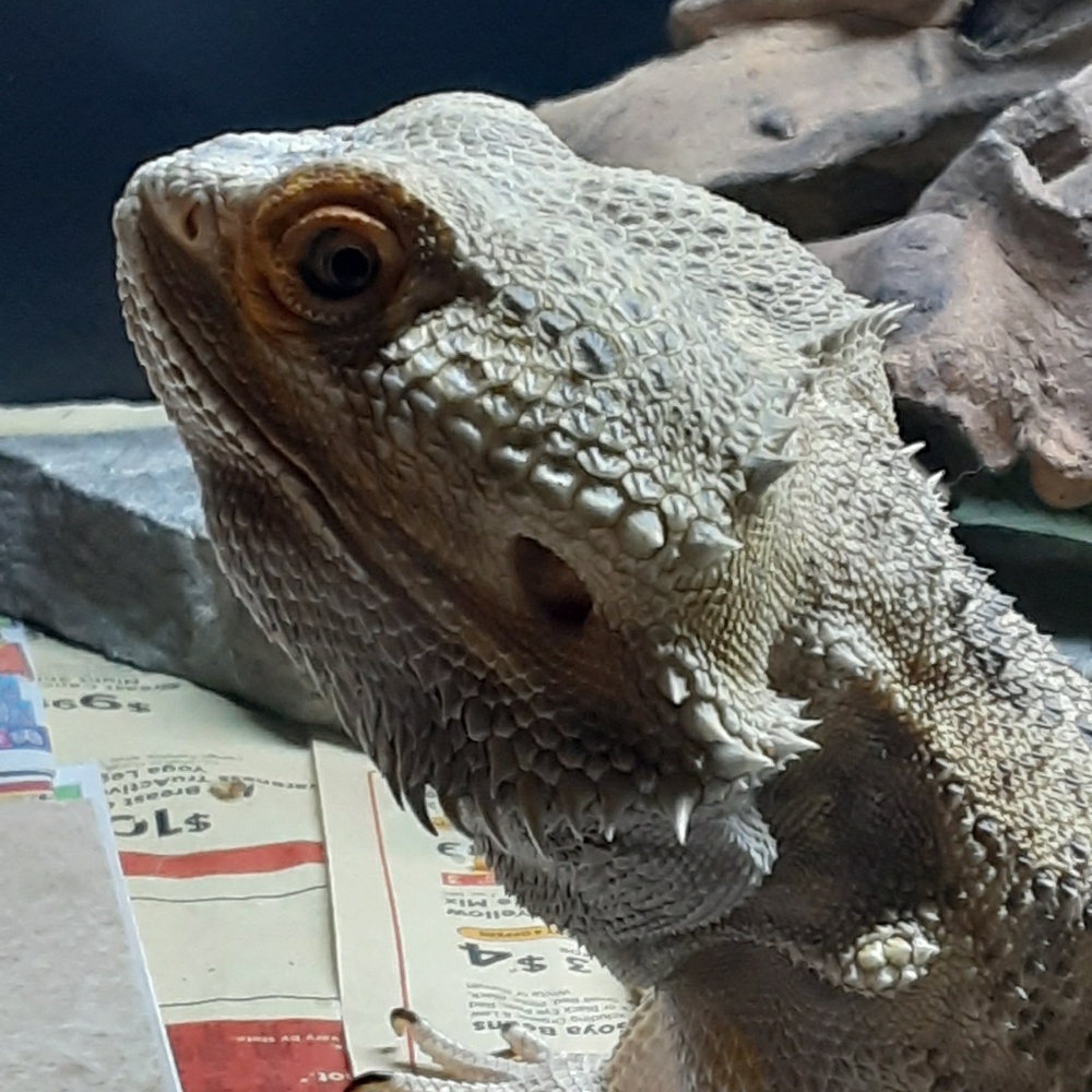 Meet your Posher, Nick